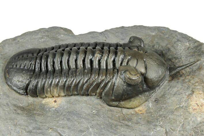 Morocconites Trilobite Fossil - Ofaten, Morocco #334939